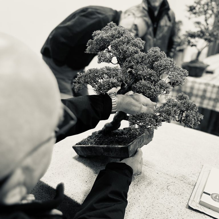Laboratorio d'Arte Bonsai Staranzano – Valutazione pianta