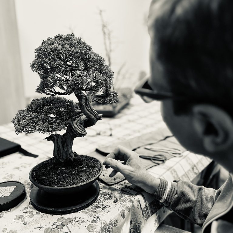 Lavorazioni bonsai del Laboratorio d’Arte Bonsai Staranzano