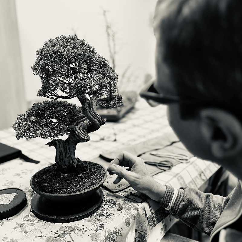 Lavorazioni bonsai del Laboratorio d’Arte Bonsai Staranzano
