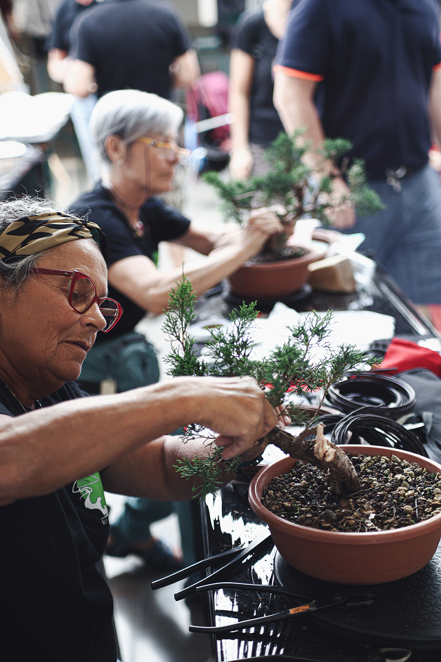 Laboratorio d'Arte Bonsai Staranzano – Premio Ricordando