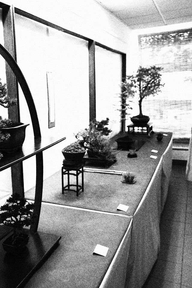 Laboratorio d'Arte Bonsai Staranzano – Mostra Bonsai in Primo Piano