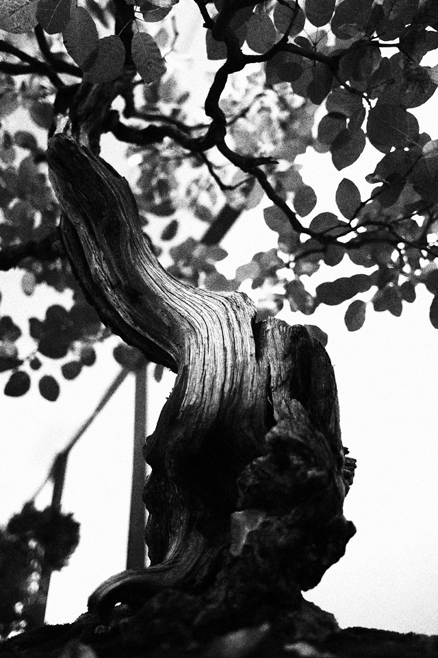 Suiseki e bonsai esposti alla mostra Bonsai in Primo Piano