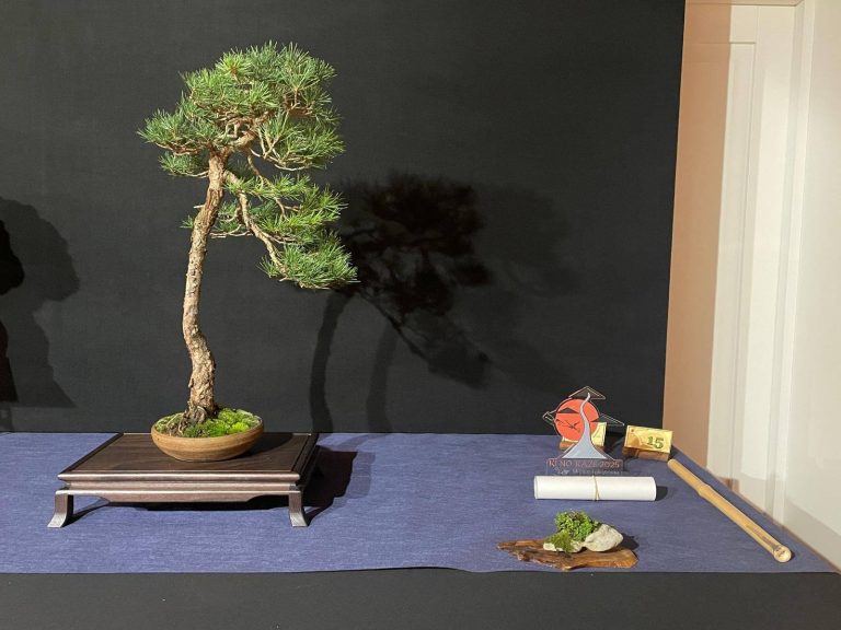 Laboratorio d’Arte Bonsai Staranzano Mostra Ovest Vicentino premio LAB