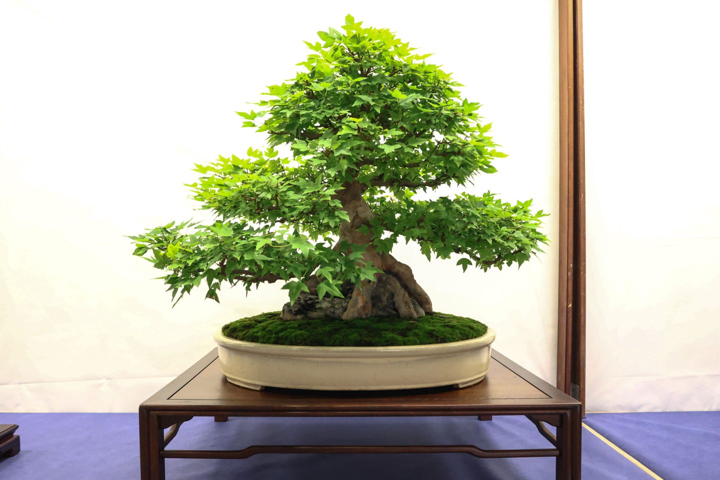 Acero esposto alla mostra Bonsai in Primo Piano a Staranzano