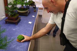 Mostra Bonsai in Primo Piano del Laboratorio d’Arte Bonsai Staranzano