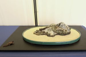 Mostra suiseki Bonsai in Primo Piano a Staranzano