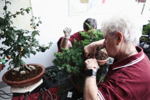Trofeo Ricordando mostra Bonsai in Primo Piano a Staranzano
