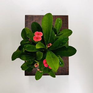 Piantina da compagnia mostra Bonsai in Primo Piano a Staranzano
