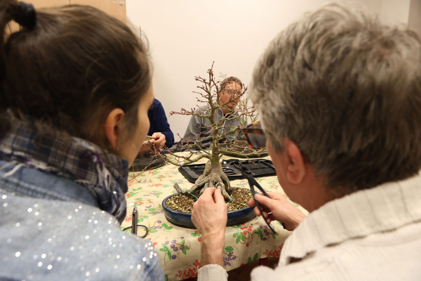 Laboratorio d’Arte Bonsai Staranzano durante una serata del Club