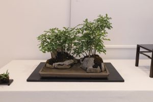 Bonsai in Mostra al Major - Una passeggiata tra gli alberi - Edizione 2026 - Laboratorio d'Arte Bonsai Staranzano