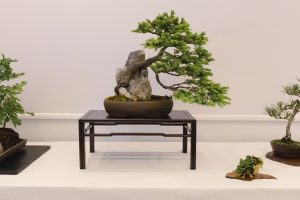 Bonsai in Mostra al Major - Una passeggiata tra gli alberi - Edizione 2026 - Laboratorio d'Arte Bonsai Staranzano