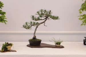 Bonsai in Mostra al Major - Una passeggiata tra gli alberi - Edizione 2026 - Laboratorio d'Arte Bonsai Staranzano