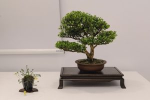 Bonsai in Mostra al Major - Una passeggiata tra gli alberi - Edizione 2026 - Laboratorio d'Arte Bonsai Staranzano