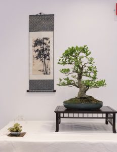 Bonsai in Mostra al Major - Una passeggiata tra gli alberi - Edizione 2026 - Laboratorio d'Arte Bonsai Staranzano