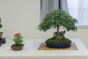 Bonsai in Mostra al Major - Una passeggiata tra gli alberi - Edizione 2026 - Laboratorio d'Arte Bonsai Staranzano