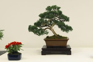 Bonsai in Mostra al Major - Una passeggiata tra gli alberi - Edizione 2026 - Laboratorio d'Arte Bonsai Staranzano
