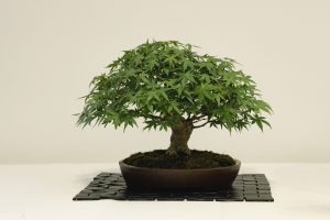 Bonsai in Mostra al Major - Una passeggiata tra gli alberi - Edizione 2026 - Laboratorio d'Arte Bonsai Staranzano