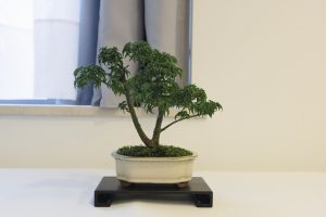 Bonsai in Mostra al Major - Una passeggiata tra gli alberi - Edizione 2026 - Laboratorio d'Arte Bonsai Staranzano