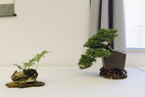Bonsai in Mostra al Major - Una passeggiata tra gli alberi - Edizione 2026 - Laboratorio d'Arte Bonsai Staranzano