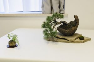 Bonsai in Mostra al Major - Una passeggiata tra gli alberi - Edizione 2026 - Laboratorio d'Arte Bonsai Staranzano