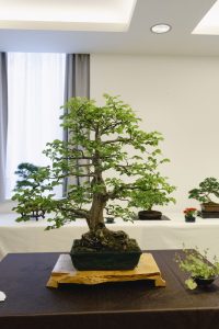 Bonsai in Mostra al Major - Una passeggiata tra gli alberi - Edizione 2026 - Laboratorio d'Arte Bonsai Staranzano