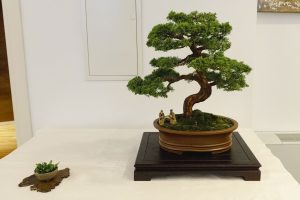 Bonsai in Mostra al Major - Una passeggiata tra gli alberi - Edizione 2026 - Laboratorio d'Arte Bonsai Staranzano