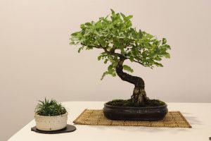Bonsai in Mostra al Major - Una passeggiata tra gli alberi - Edizione 2026 - Laboratorio d'Arte Bonsai Staranzano
