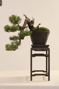 Bonsai in Mostra al Major - Una passeggiata tra gli alberi - Edizione 2026 - Laboratorio d'Arte Bonsai Staranzano