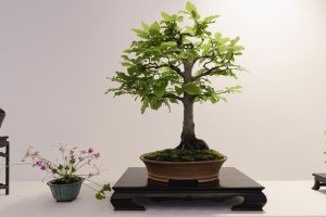 Bonsai in Mostra al Major - Una passeggiata tra gli alberi - Edizione 2026 - Laboratorio d'Arte Bonsai Staranzano