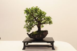 Bonsai in Mostra al Major - Una passeggiata tra gli alberi - Edizione 2026 - Laboratorio d'Arte Bonsai Staranzano