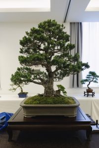 Bonsai in Mostra al Major - Una passeggiata tra gli alberi - Edizione 2026 - Laboratorio d'Arte Bonsai Staranzano
