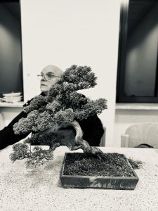 Laboratorio d'Arte Bonsai Staranzano – Pianta