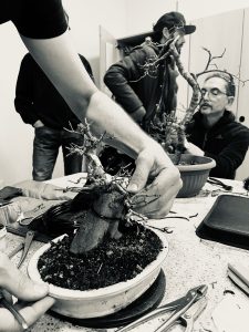 Laboratorio d'Arte Bonsai Staranzano – Serata Club