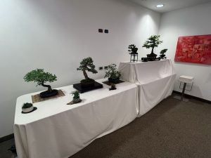 Bonsai in Mostra al Major - Una passeggiata tra gli alberi - Edizione 2026