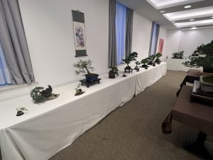 Bonsai in Mostra al Major - Una passeggiata tra gli alberi - Edizione 2026