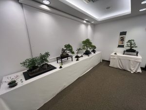 Bonsai in Mostra al Major - Una passeggiata tra gli alberi - Edizione 2026