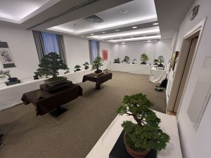 Bonsai in Mostra al Major - Una passeggiata tra gli alberi - Edizione 2026