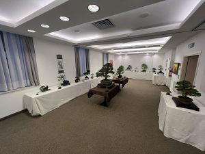 Bonsai in Mostra al Major - Una passeggiata tra gli alberi - Edizione 2026
