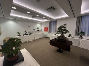 Bonsai in Mostra al Major - Una passeggiata tra gli alberi - Edizione 2026