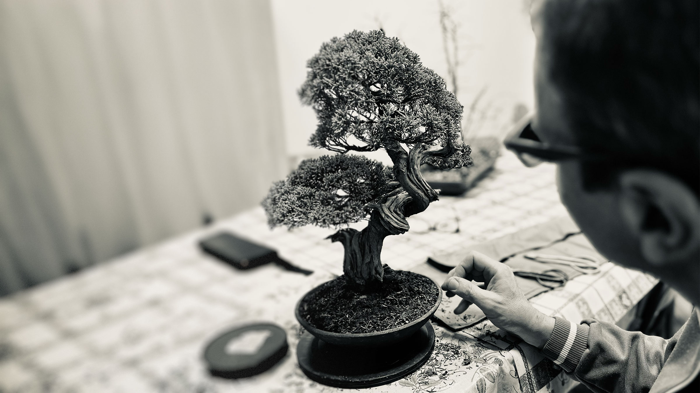 Laboratorio d’Arte Bonsai Staranzano Bonsai in Mostra al Major - Una passeggiata tra gli alberi - Edizione 2026 - Laboratorio d'Arte Bonsai Staranzano